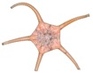 Ophiura rugosa (Lyman, 1878)