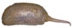 Molpadia musculus Risso, 1826