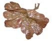 Callyspongia (Callyspongia) sp. WAM Ng1