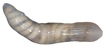 Sipuncula sp. 1