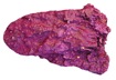 Spheciospongia purpurea (Lamarck, 1815)
