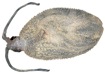 Cranchia scabra Leach, 1817