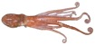 Callistoctopus sp. 2