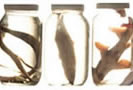 Jars