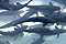 Fish underwater