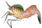 WA lobster