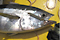 Tuna
