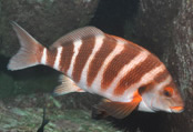 Banded morwong (Photo: Rick Stuart-Smith, University of Tasmania.)ong (Image: 