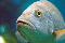 Australia's marine biodiversity