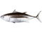 albacore tuna