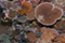 coral on the sea floor