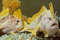 Zeibell's handfish