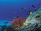 Australia's marine biodiversity