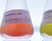 Microalgae flasks