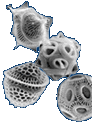 Microalgae