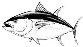 Southern Bluefin Tuna.  Illustration by Craig Smith