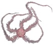 Goniocidaris tubaria (Lamarck, 1816)