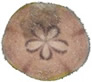 Gracilechinus multidentatus (H.L. Clark, 1925)