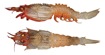 Glyphocrangon lineata Komai, 2004