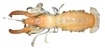 Upogebia bowerbankii (Miers, 1884)