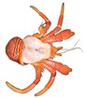 Ciliopagurus sp. MoV 5275