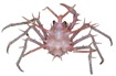 Lithodes longispina Sakai, 1971