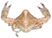 Leucosia haematosticta Adams & White, 1848