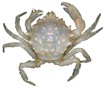 Trichopeltarion sp. MoV 5135