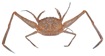 Micropalicus vietnamensis (Zarenkov, 1968)