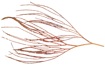 Annisis sprightly Alderslade, 1998