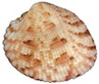 Timoclea sp. 1