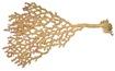 Echinodictyum cf. cancellatum (Lamarck, 1814)