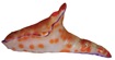 Ceratosoma sp. 1