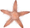 Astropecten phragmorus Fisher, 1913