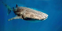 Whale shark