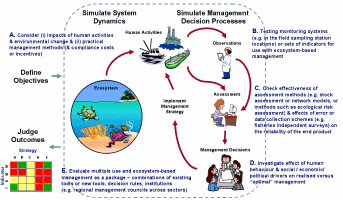 Management strategy evaluation cycle