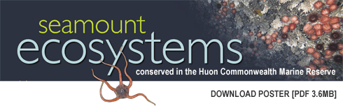 Seamount Ecosystems