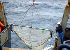 Beam trawl