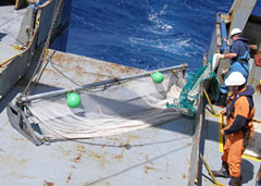 Beam trawl